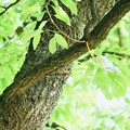 写真: 2017.04.28　追分市民の森　櫟にコゲラ