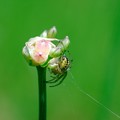 写真: 2017.05.21　追分市民の森　野蒜の花咲く前に蜘蛛