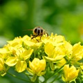 写真: 2018.03.15　追分市民の森　菜の花にミツバチ
