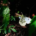 写真: 2018.04.04　追分市民の森　道種漬花に産卵するツマキチョウ