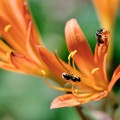 写真: 2018.08.18　追分市民の森　キツネノカミソリに小さな蜂2匹