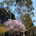 2019.03.27　追分市民の森　桜とユーカリ