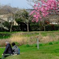 写真: 2019.03.28　和泉川　陽光桜と染井吉野でお花見