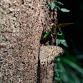 写真: 2019.08.18　追分市民の森　クヌギの樹液にアオカナブンやサトキマダラヒカゲ