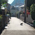 Photos: 2019.12.12　上大岡　路地に黒猫