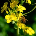 写真: 2020.03.01　追分市民の森　菜の花にミツバチ