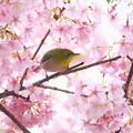 写真: 2020.03.07　和泉川　河津桜でメジロ　花見