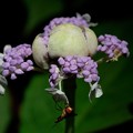 写真: 2020.08.04　瀬谷市民の森　玉紫陽花とホソヒラタアブ