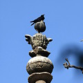 写真: 2010.02.02　オルチャ遺跡　ラームラジャ寺院　塔に烏