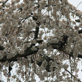 写真: 2010.04.01　長興山　枝垂桜　満開　雨　メジロ