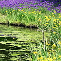 写真: 2010.05.17　和泉の森　しからしの池　アヤメ