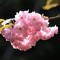 2010.05.22　白布温泉　八重桜