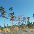 写真: 桜並木−２