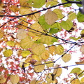 広葉の黄葉、紅葉と相乗