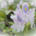 写真: 浮き草の花