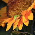 写真: 向日葵と蛙