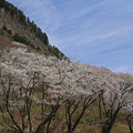 写真: 曾爾　屏風岩の桜　3