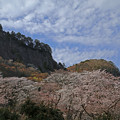 写真: 曾爾　屏風岩の桜　5