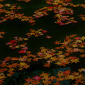 写真: 鍬山神社の紅葉2