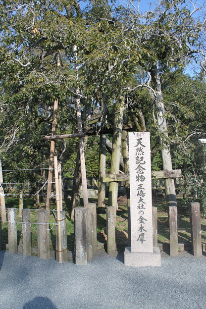 写真: 天然記念物 三嶋大社の金木犀