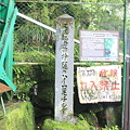 写真: 天然記念物 浄蓮のハイコモチシダ