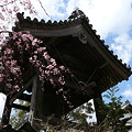 亀池公園そばの西念寺(2)