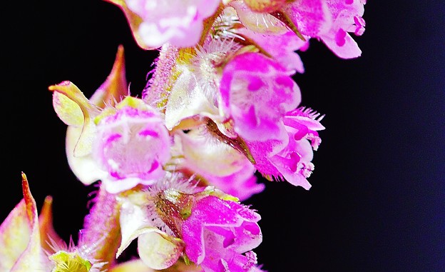 写真: 赤紫蘇の花穂に小鳥が…