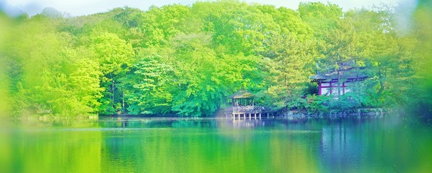 写真: 新緑の石神井公園