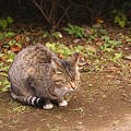 写真: 谷中の猫さん・・２