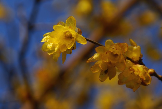 写真: 春の香り〜　ロウバイ・・2