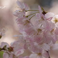 写真: 桜　〜春めき〜