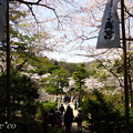 写真: 三渓園〜桜咲くころ〜-241