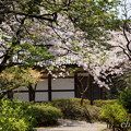 写真: 三渓園〜桜咲くころ〜-242