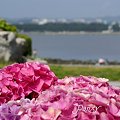 写真: 海と・・紫陽花と・・八景島 2