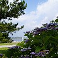 写真: 海と・・紫陽花と・・八景島 4