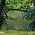 写真: 名残りの紫陽花咲く池・・