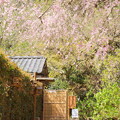 写真: 桜と猫のいる風景。。