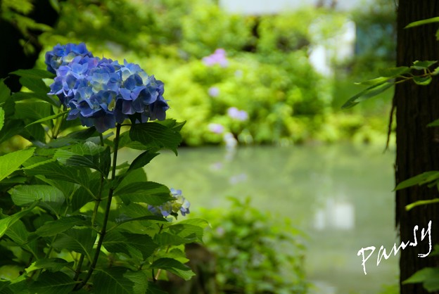 写真: 紫陽花の咲く池・・