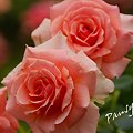 写真: 夏の rose garden..3
