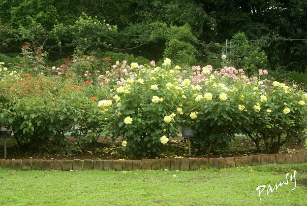 写真: 夏の rose garden..4
