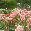 写真: 夏の rose garden..6