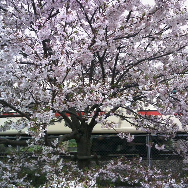 明石市貴崎の桜
