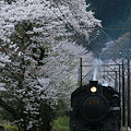 春の大井川鉄道C10