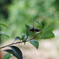 写真: コガタスズメバチ？ 蜘の糸に引っかかる