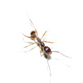 写真: 大きめ(約8mm)の蟻