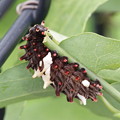 写真: ジャコウアゲハの幼虫