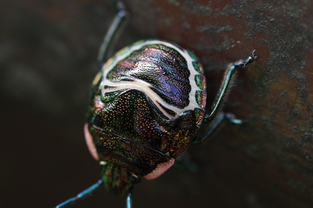 写真: アカスジキンカメムシの幼虫