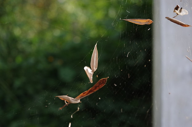 蜘蛛の巣と枯れ葉