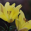 写真: ユリ科の花