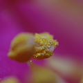 写真: サザンカの花粉　3.59倍